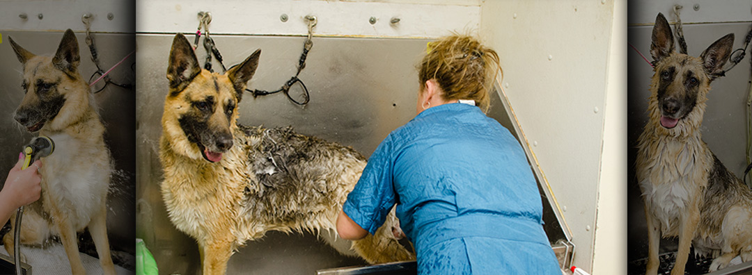 dog-bath